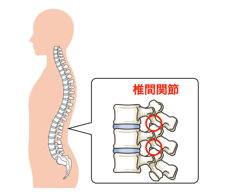 椎間関節説明図